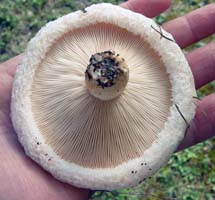 Lactarius pubescens var. betulae.